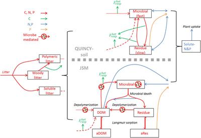 Modeling Soil Responses to Nitrogen and Phosphorus Fertilization Along a Soil Phosphorus Stock Gradient